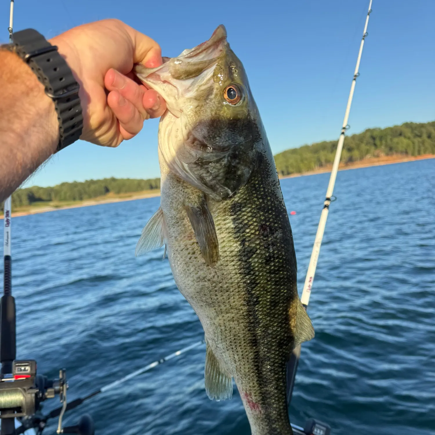 Spotted bass caught on Fishbrain