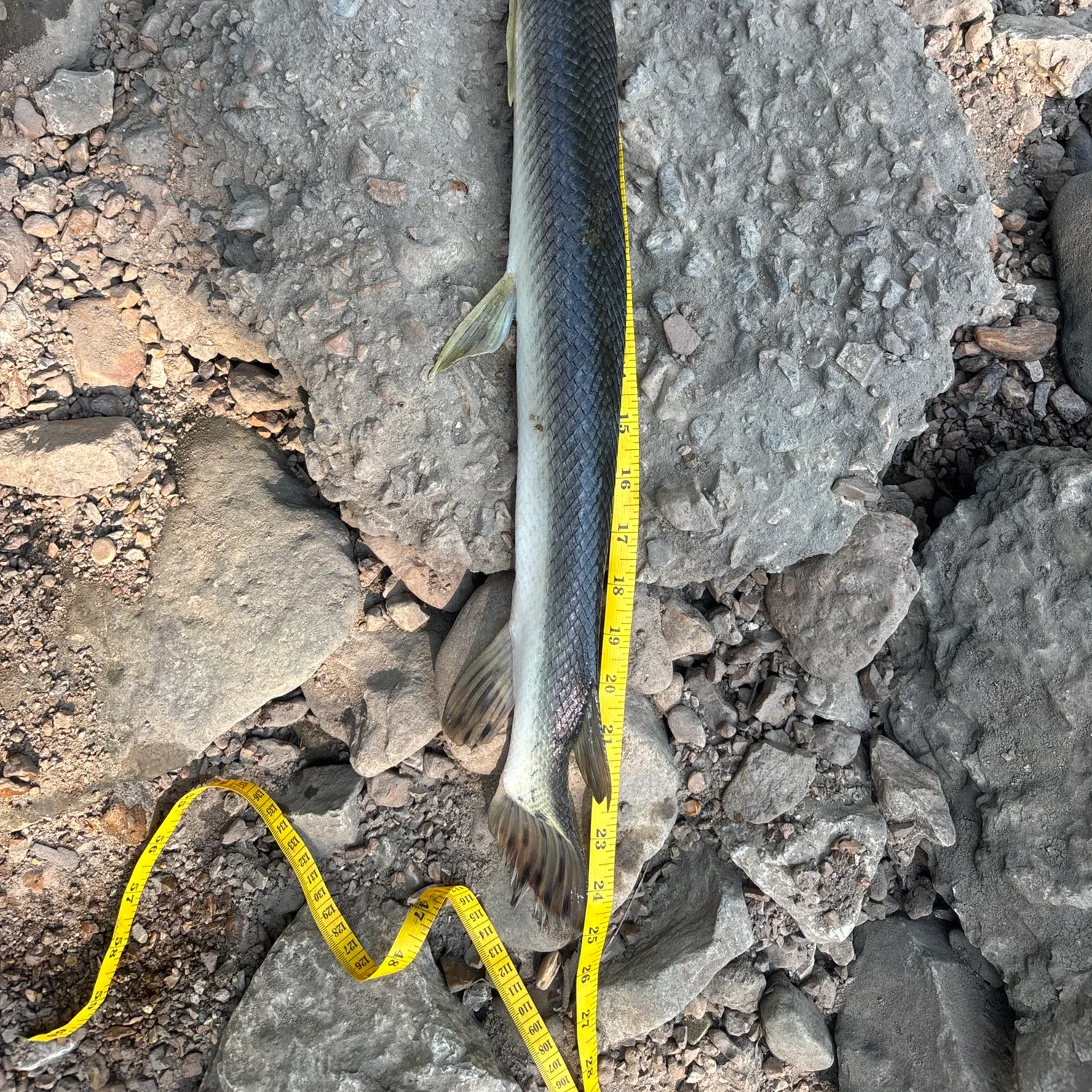 The most recent Shortnose gar catches on Fishbrain