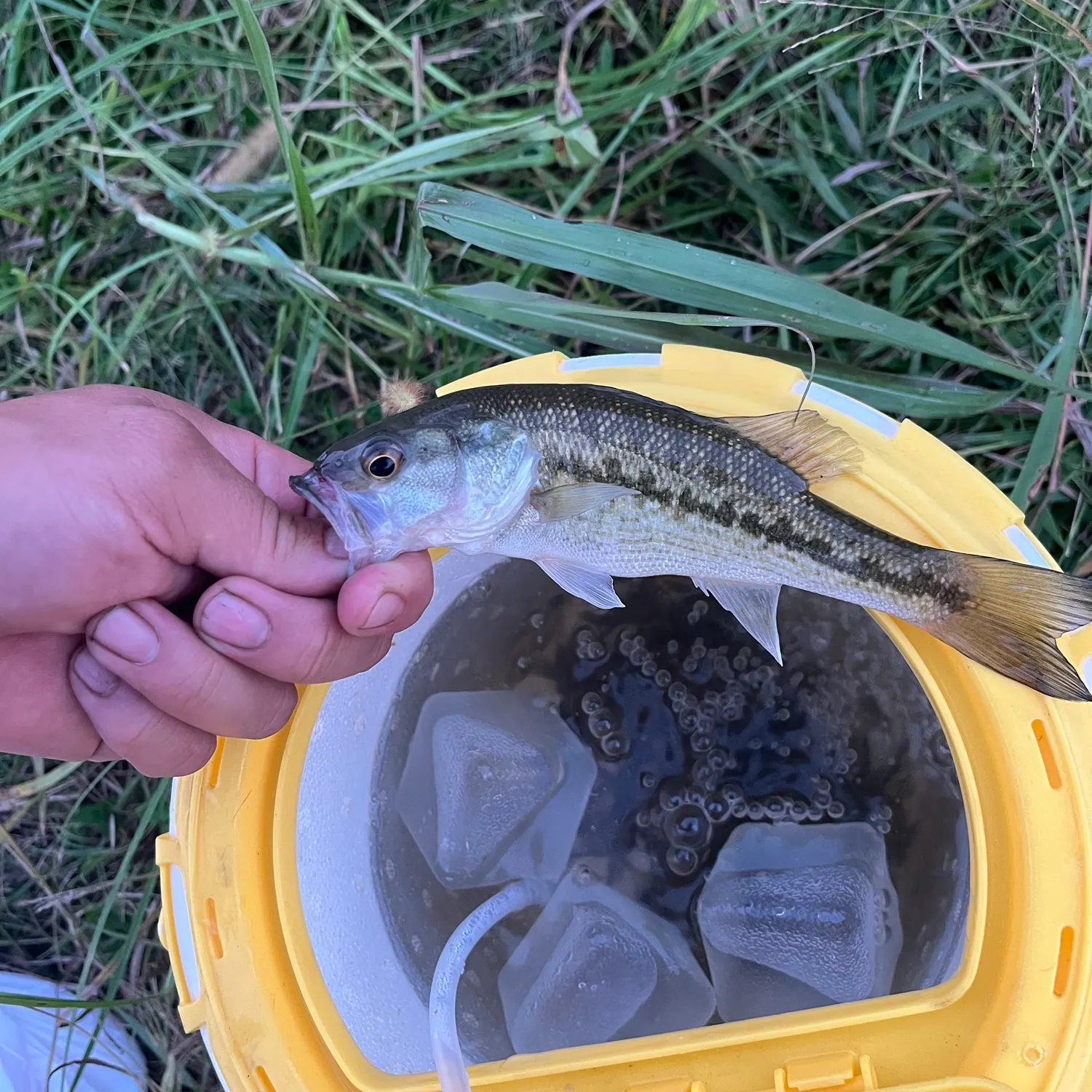 Spotted bass caught on Fishbrain