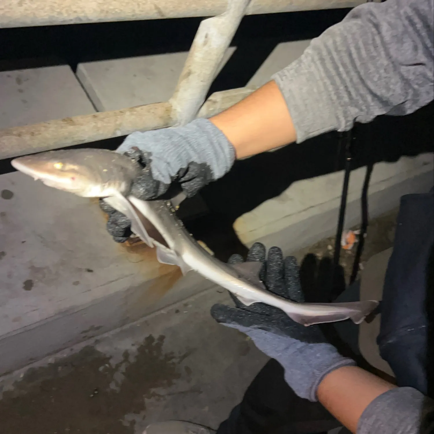 Grey smooth-hound caught on Fishbrain