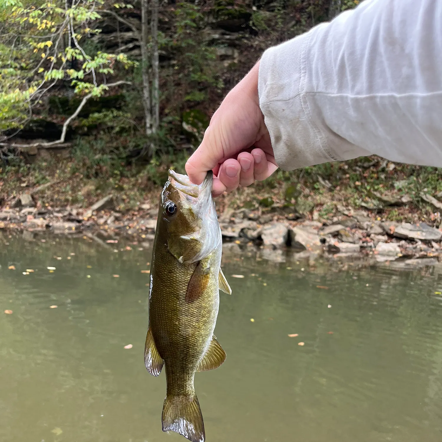 Smallmouth bass caught on Fishbrain