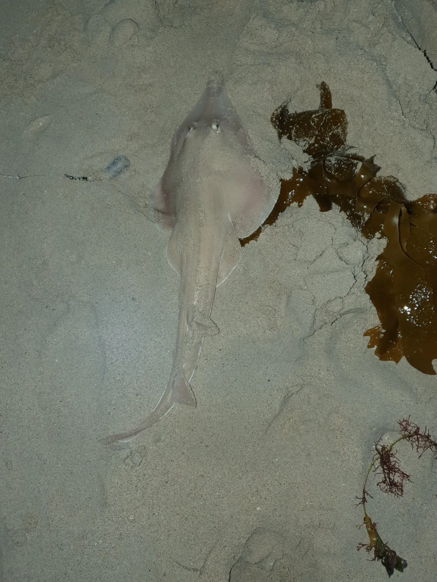 Post image from jaisleep