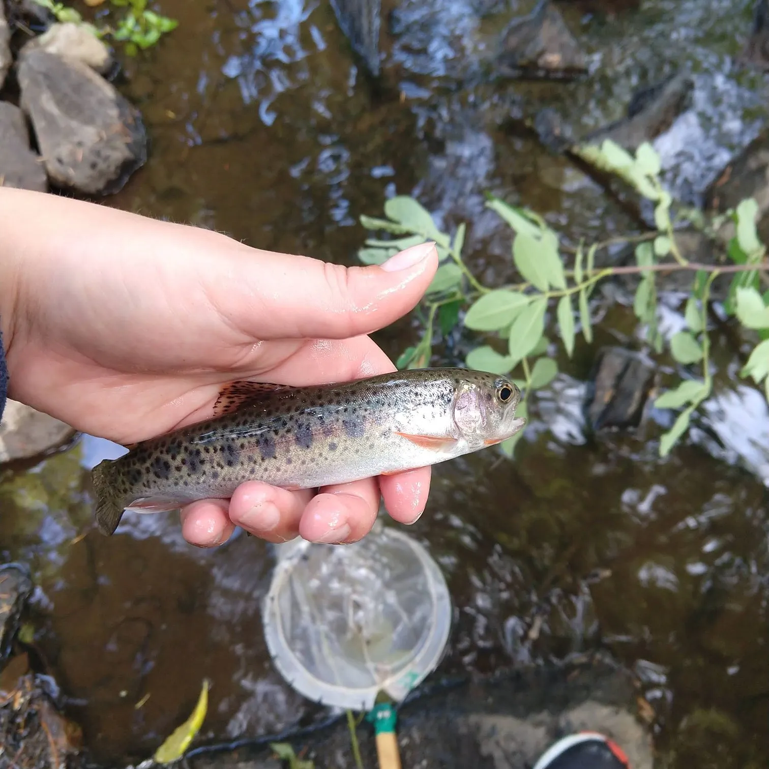 The most recent Coastal rainbow trout catches on Fishbrain