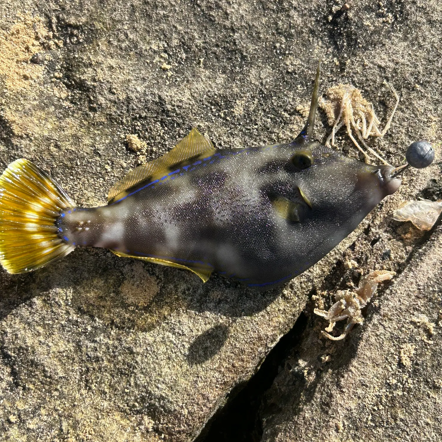 The most recent Yellowfin leatherjacket catches on Fishbrain