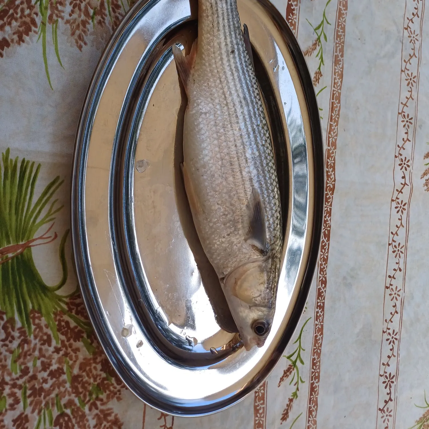 The most recent Thinlip grey mullet catches on Fishbrain