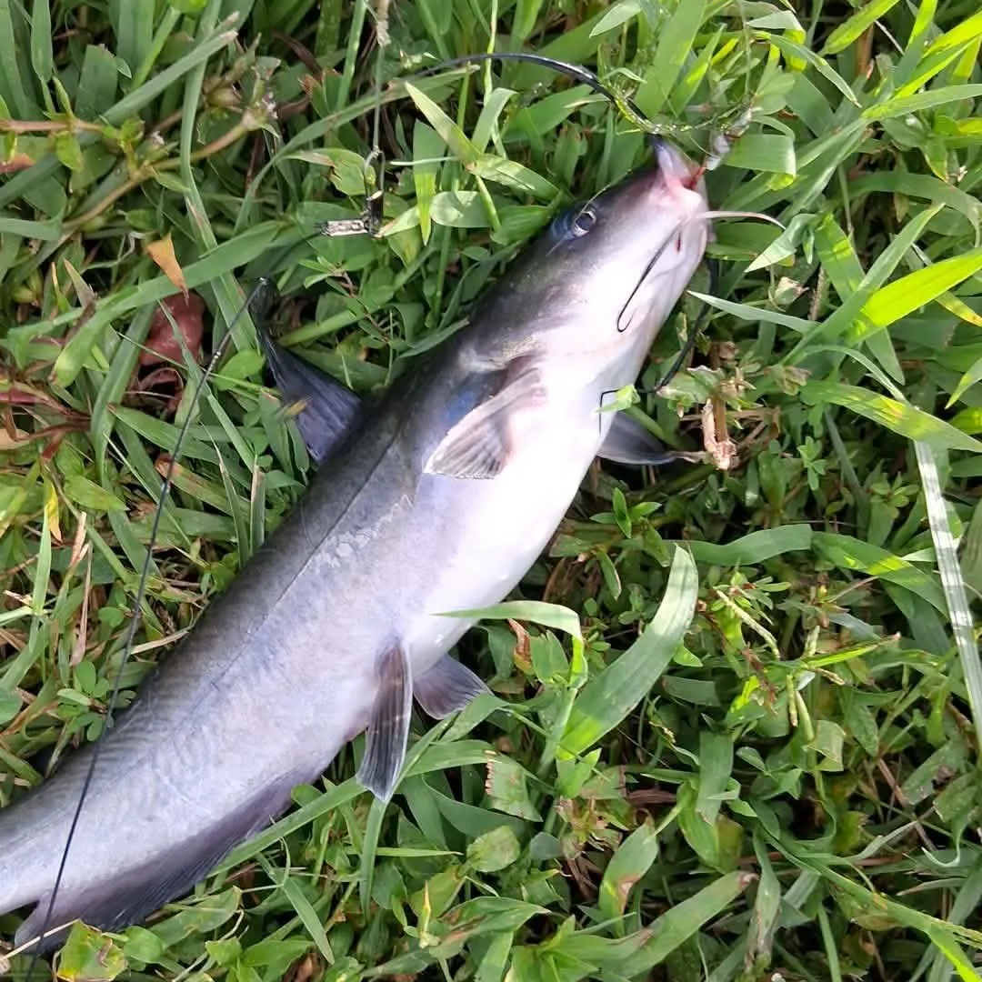 Channel catfish caught on Fishbrain