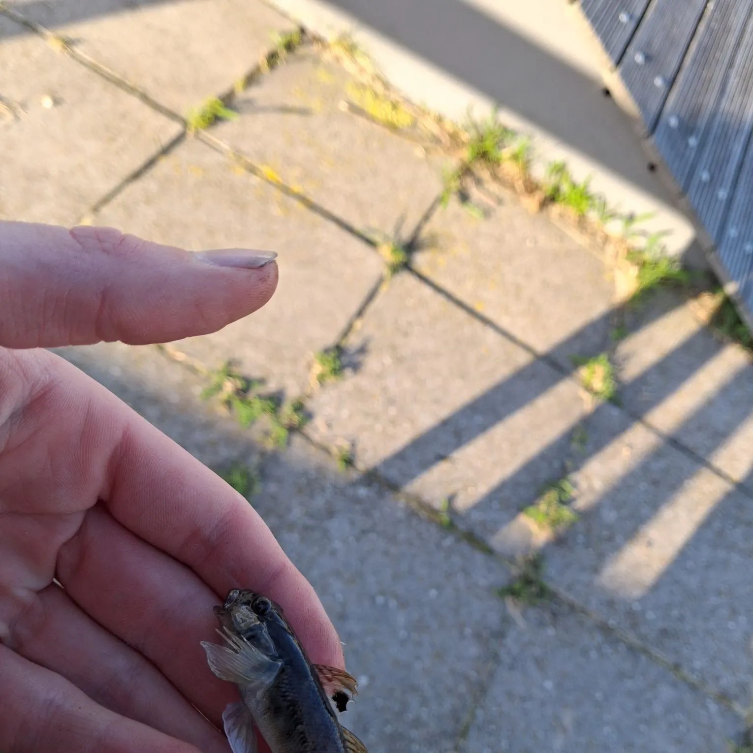 The most recent Common goby catches on Fishbrain
