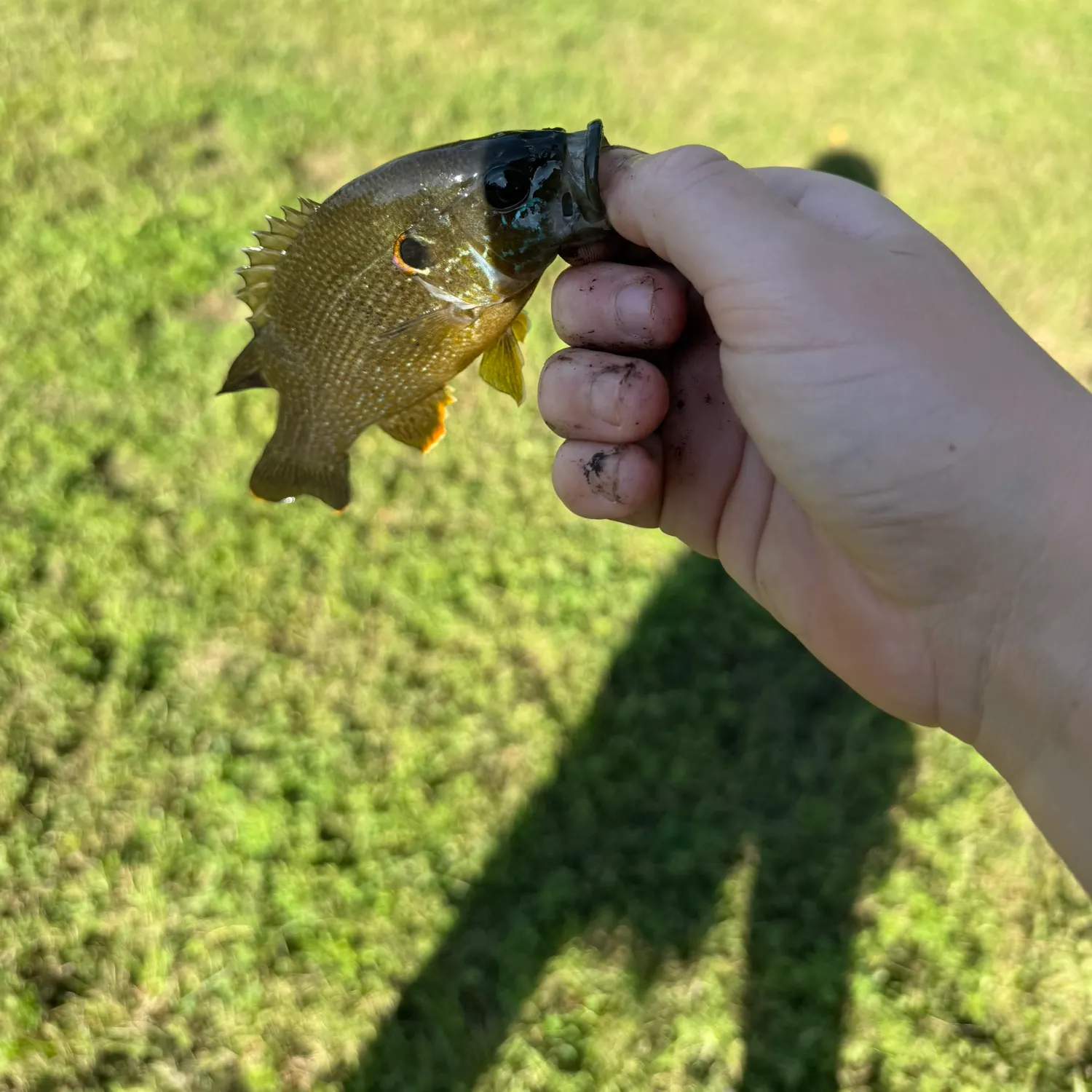 Green sunfish caught on Fishbrain