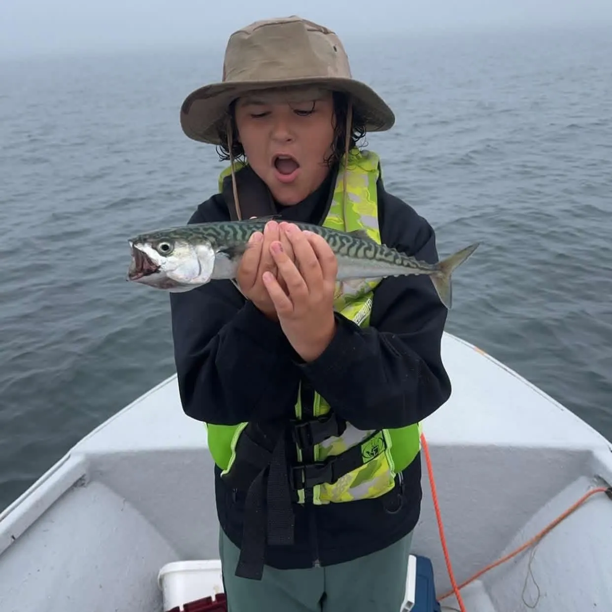 The most recent Atlantic mackerel catches on Fishbrain