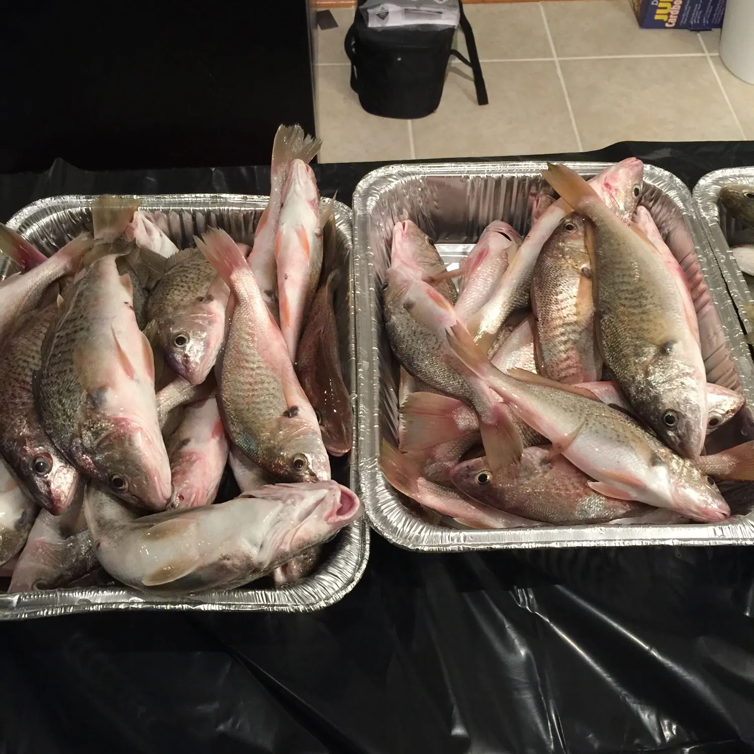 recently logged catches