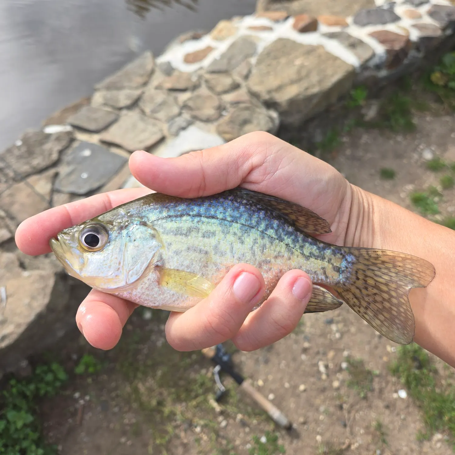 White crappie caught on Fishbrain