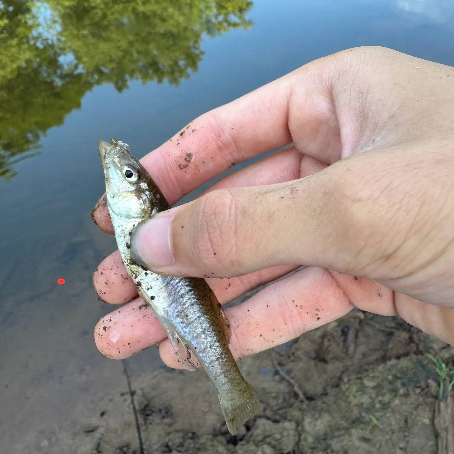The most recent Banded killifish catches on Fishbrain