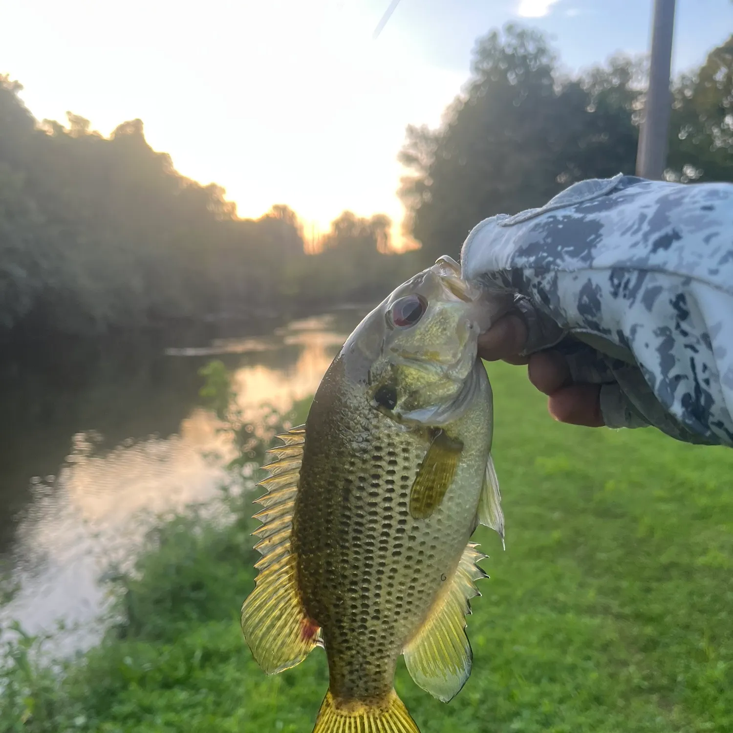 Rock bass caught on Fishbrain