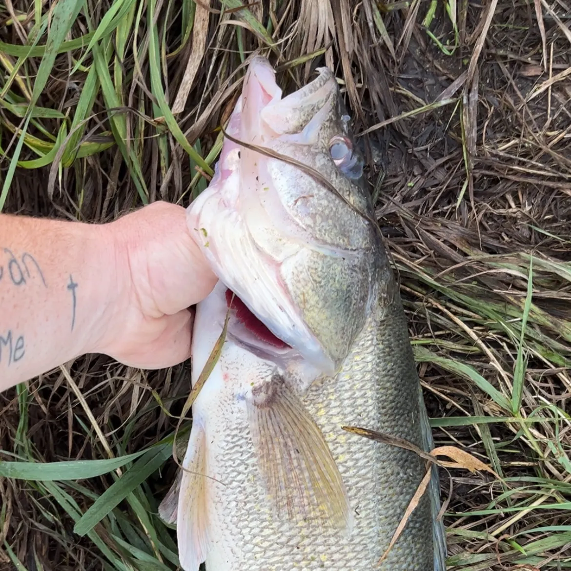 Walleye caught on Fishbrain