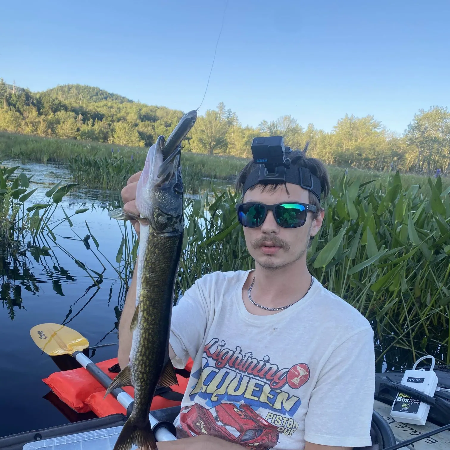 The most recent Grass pickerel catches on Fishbrain