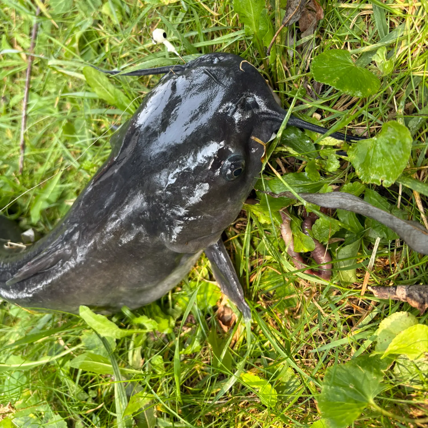 Channel catfish caught on Fishbrain
