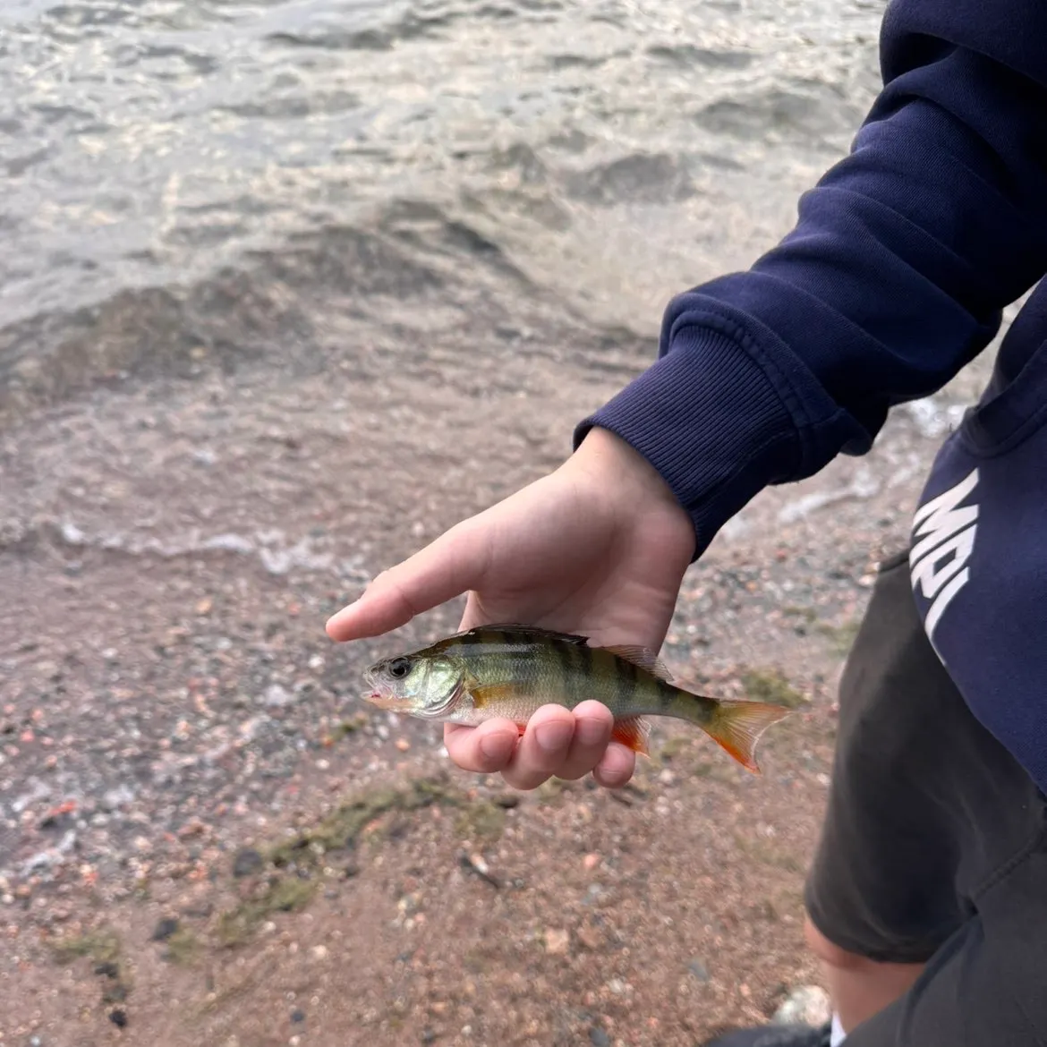 European perch caught on Fishbrain