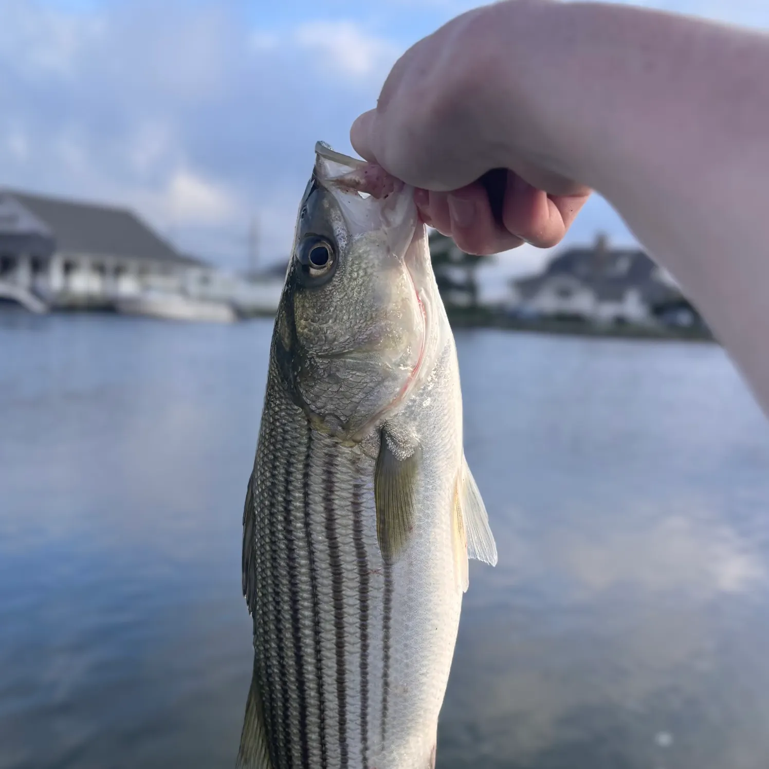 Striped bass caught on Fishbrain