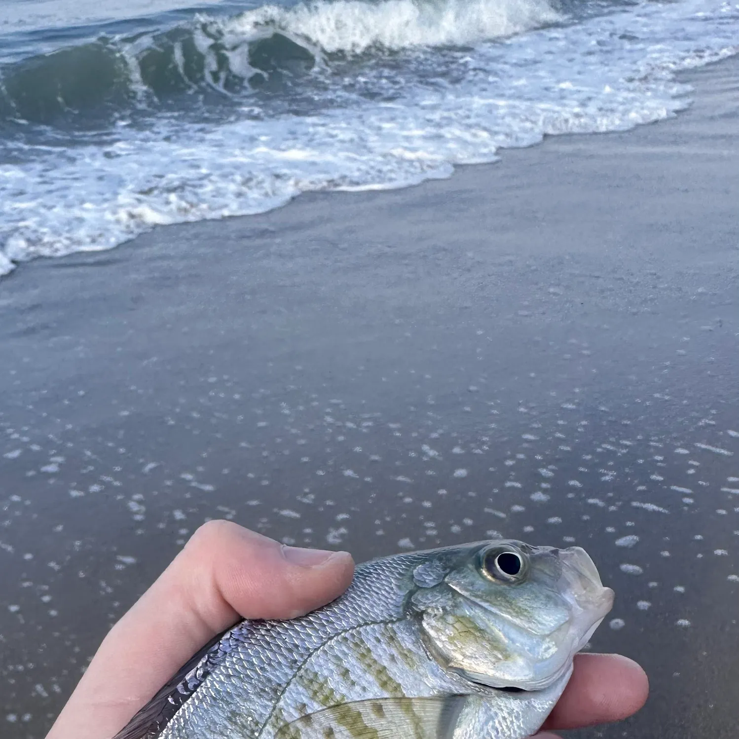 Barred surfperch caught on Fishbrain