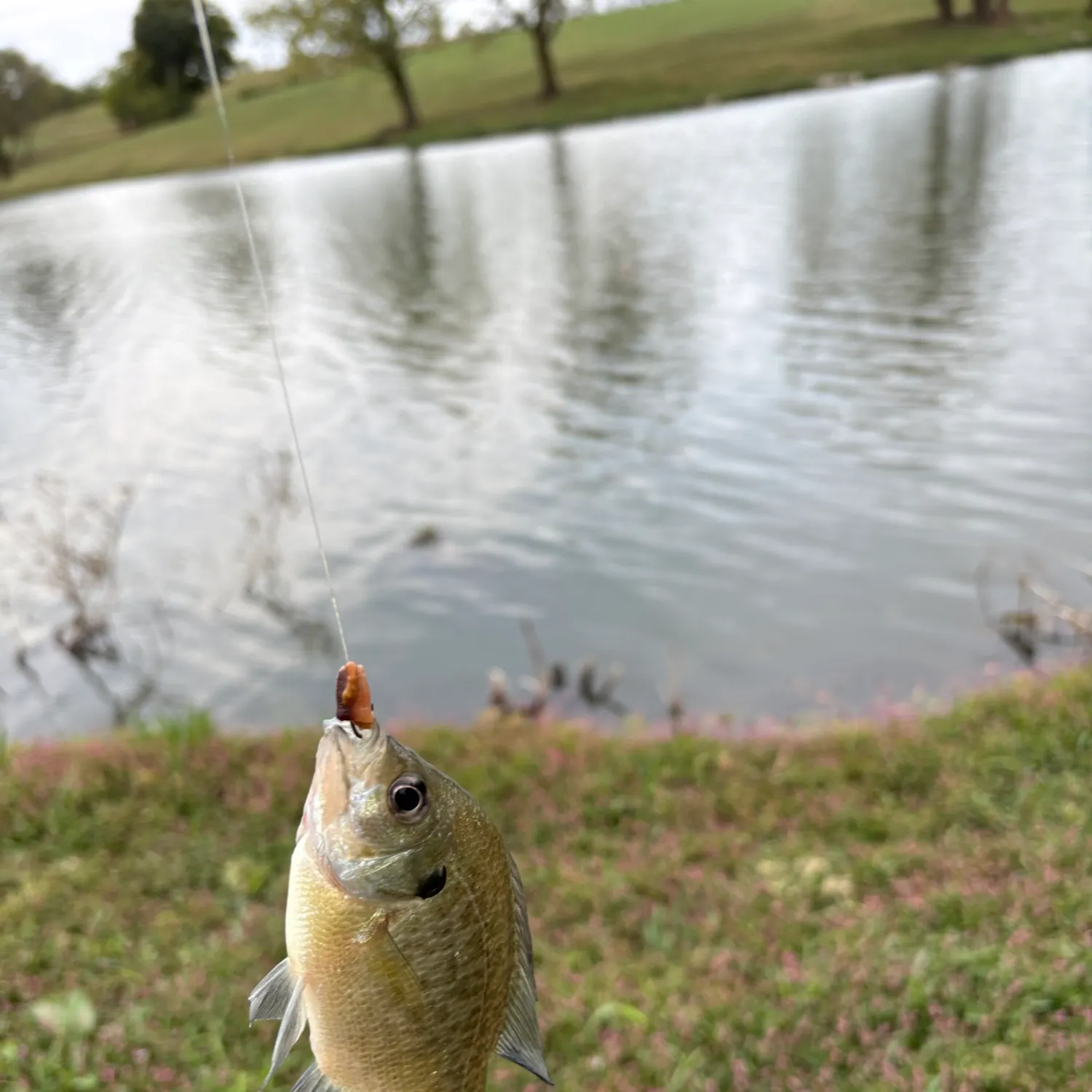 Bluegill caught on Fishbrain