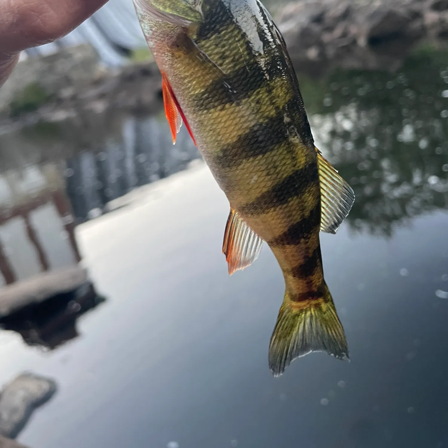 Yellow perch caught on Fishbrain