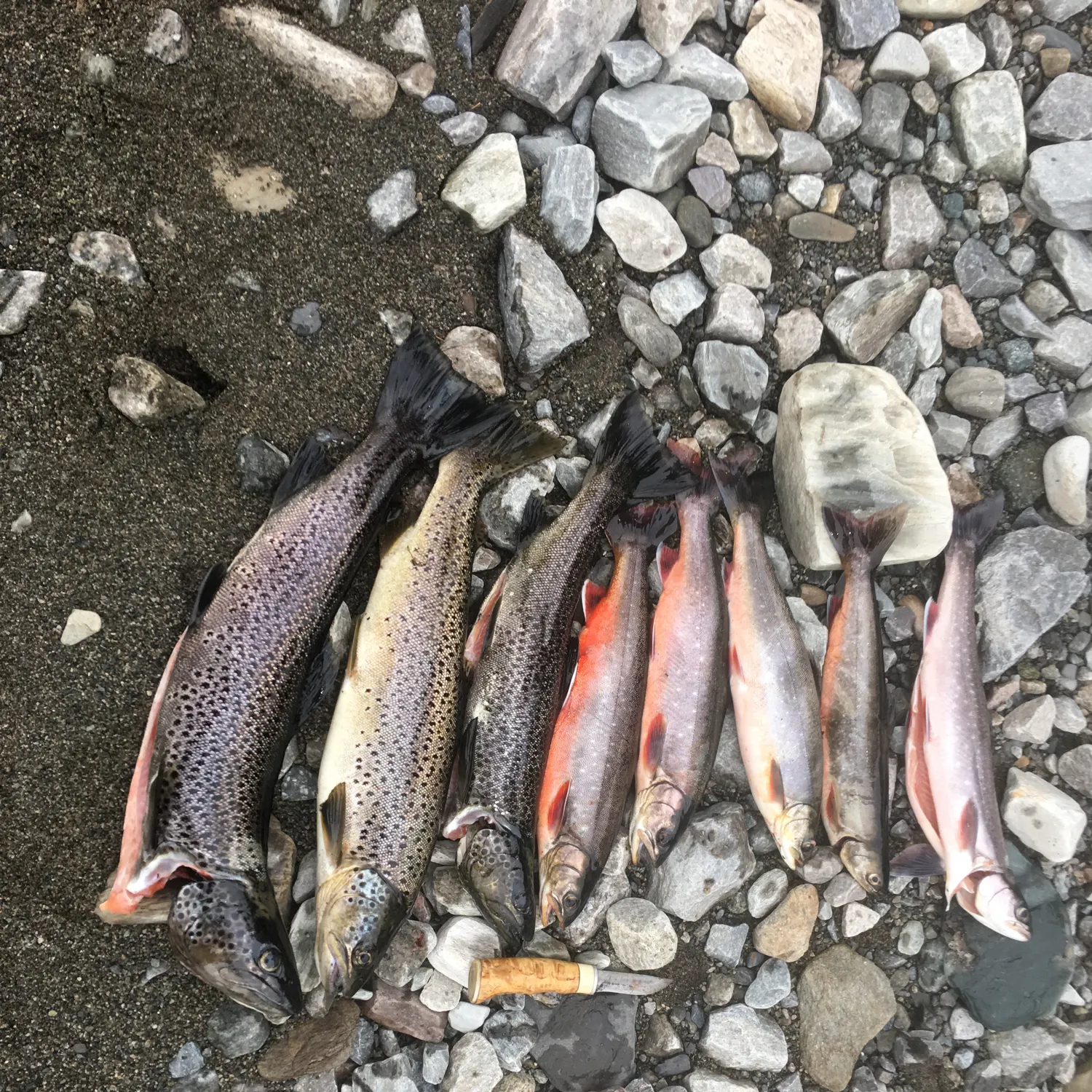 recently logged catches