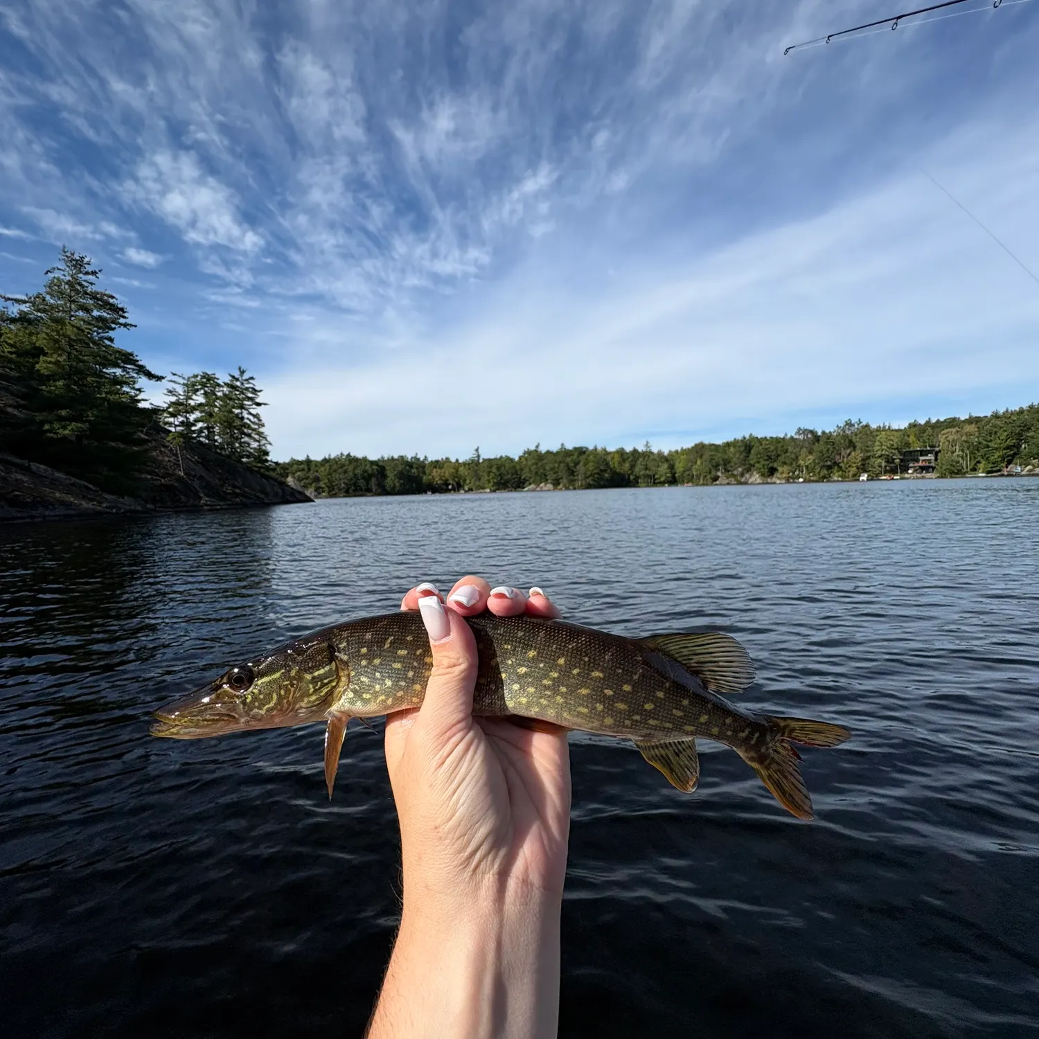 Northern pike caught on Fishbrain