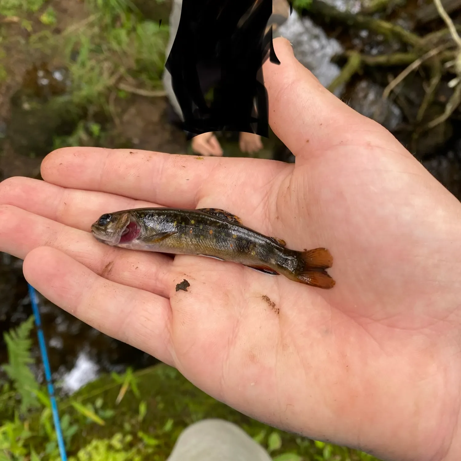 Brook trout caught on Fishbrain