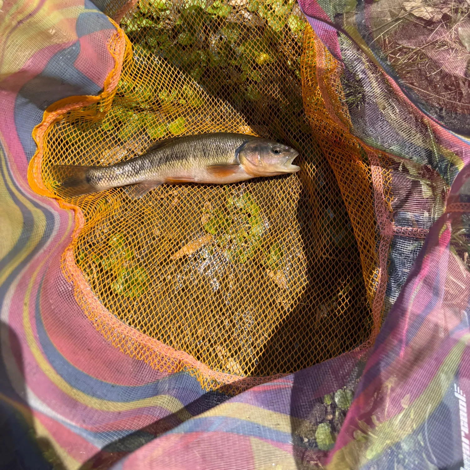 The most recent Creek chub catches on Fishbrain