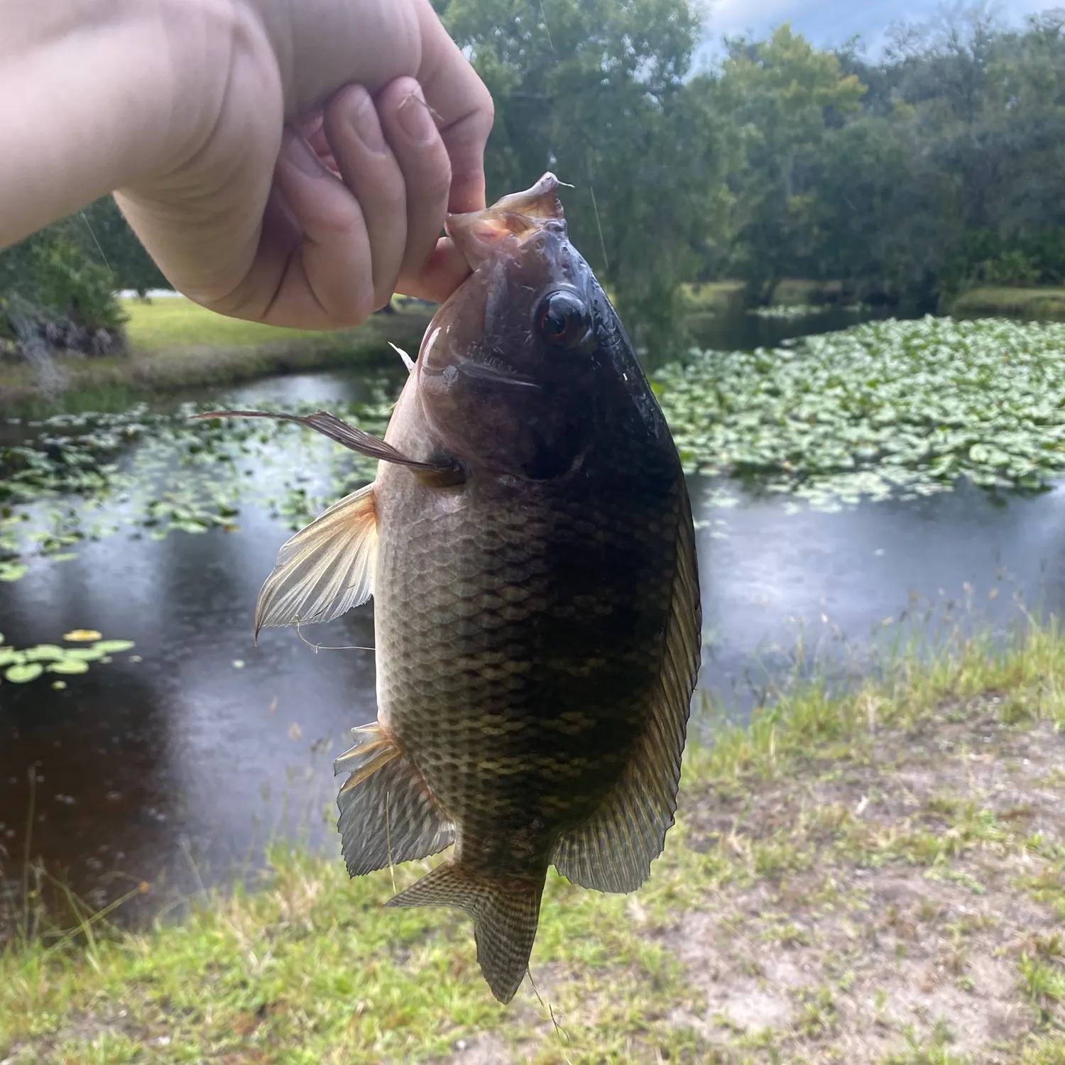 Blue tilapia caught on Fishbrain