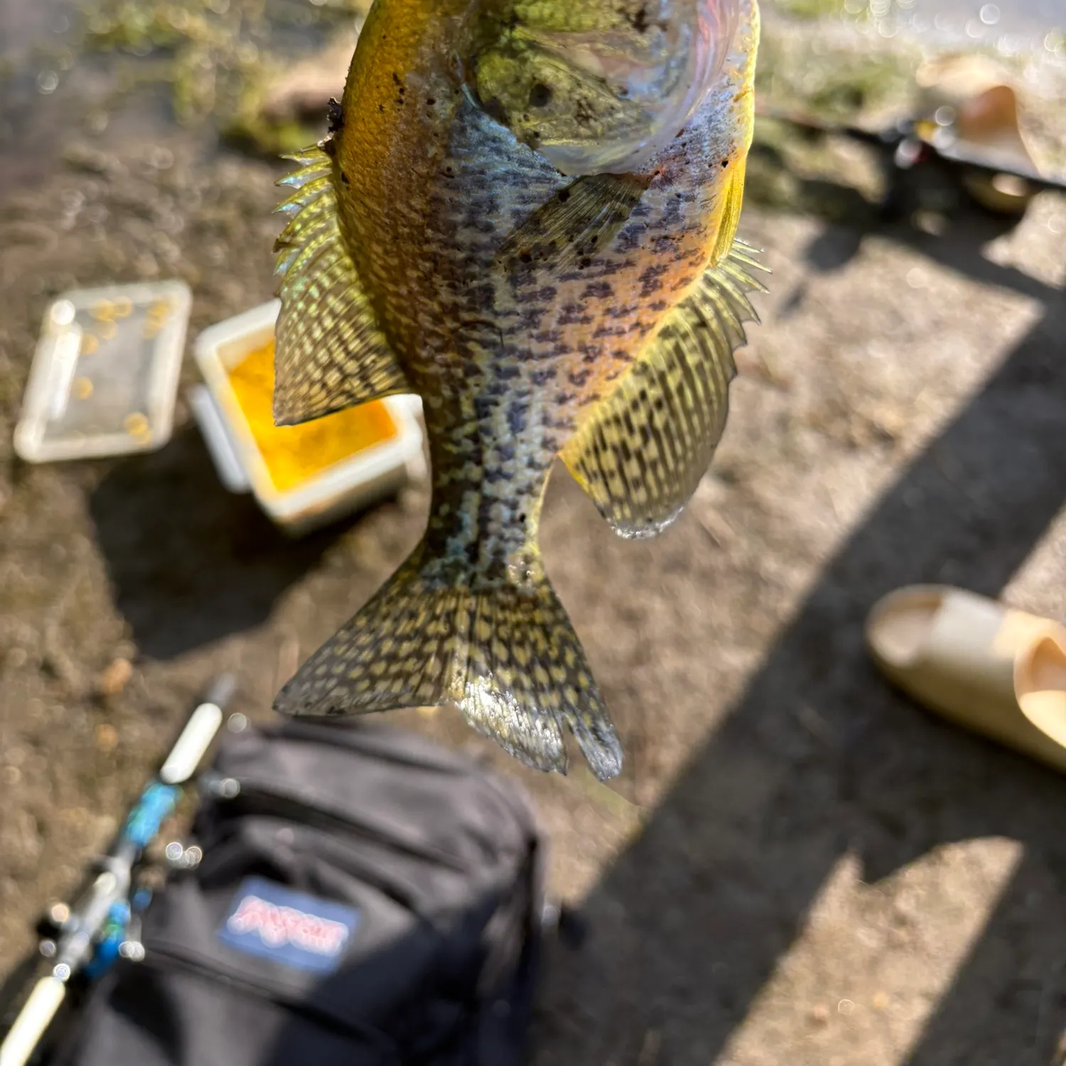 Black crappie caught on Fishbrain