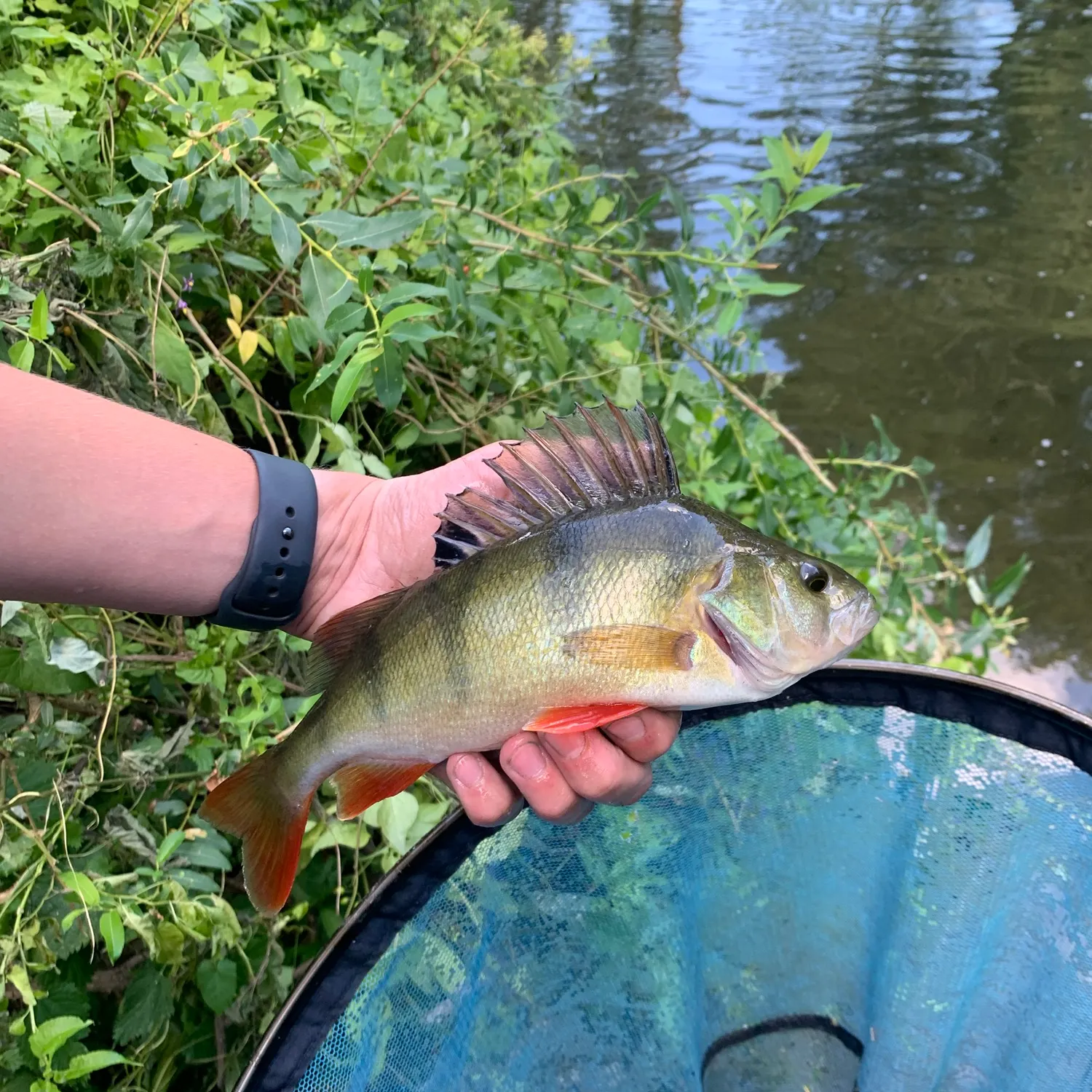 catch