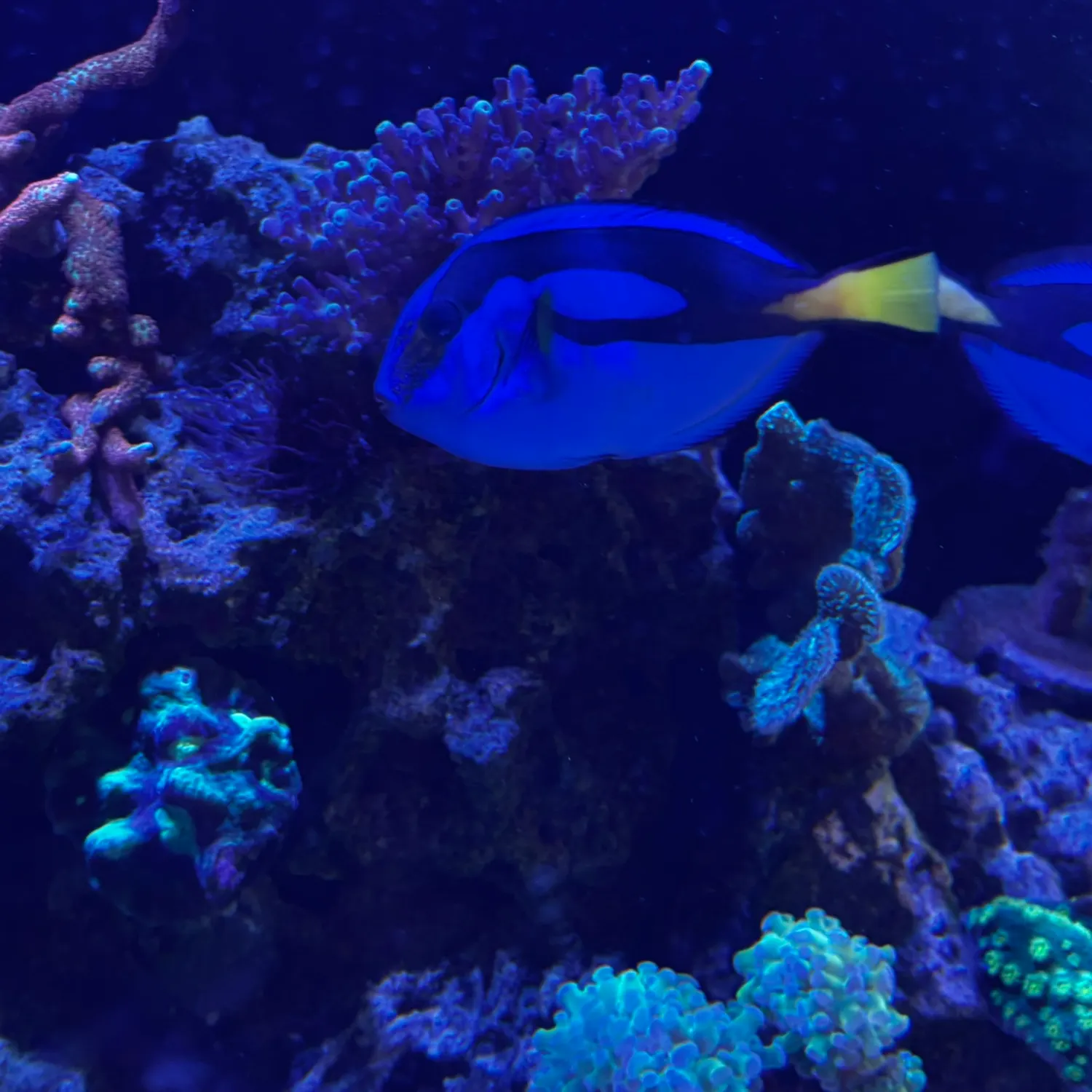 The most recent Blue tang surgeonfish catches on Fishbrain
