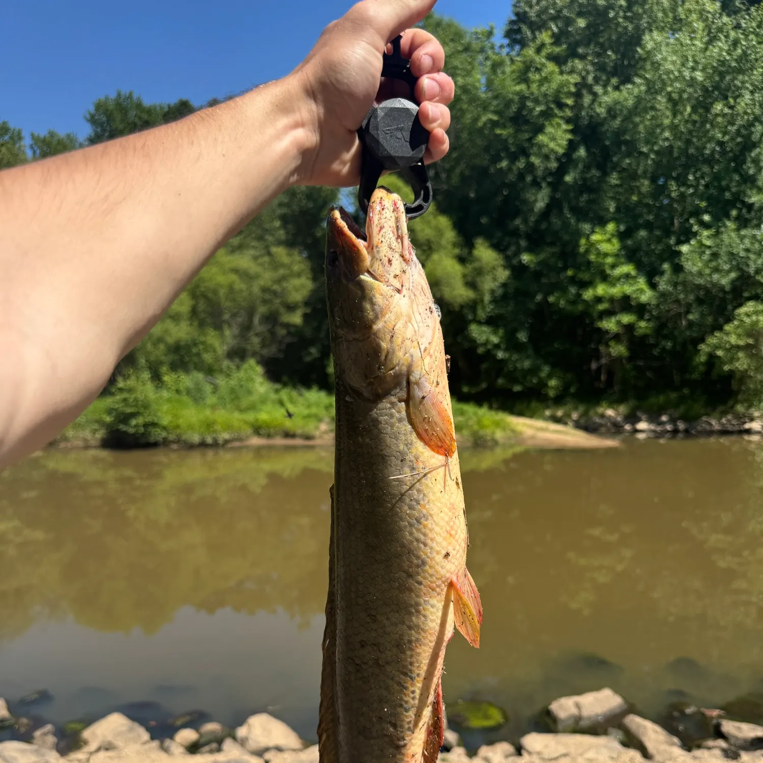 The most recent Ruddy bowfin catches on Fishbrain