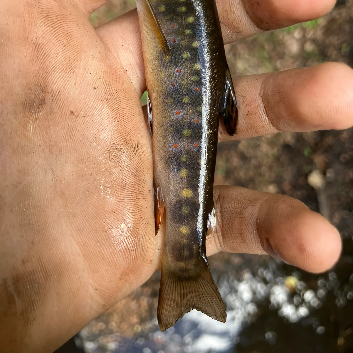 Brook trout caught on Fishbrain