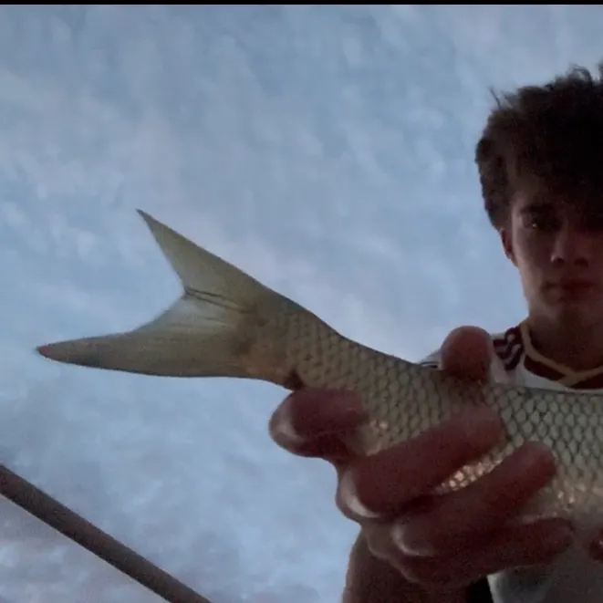 Grass carp caught on Fishbrain