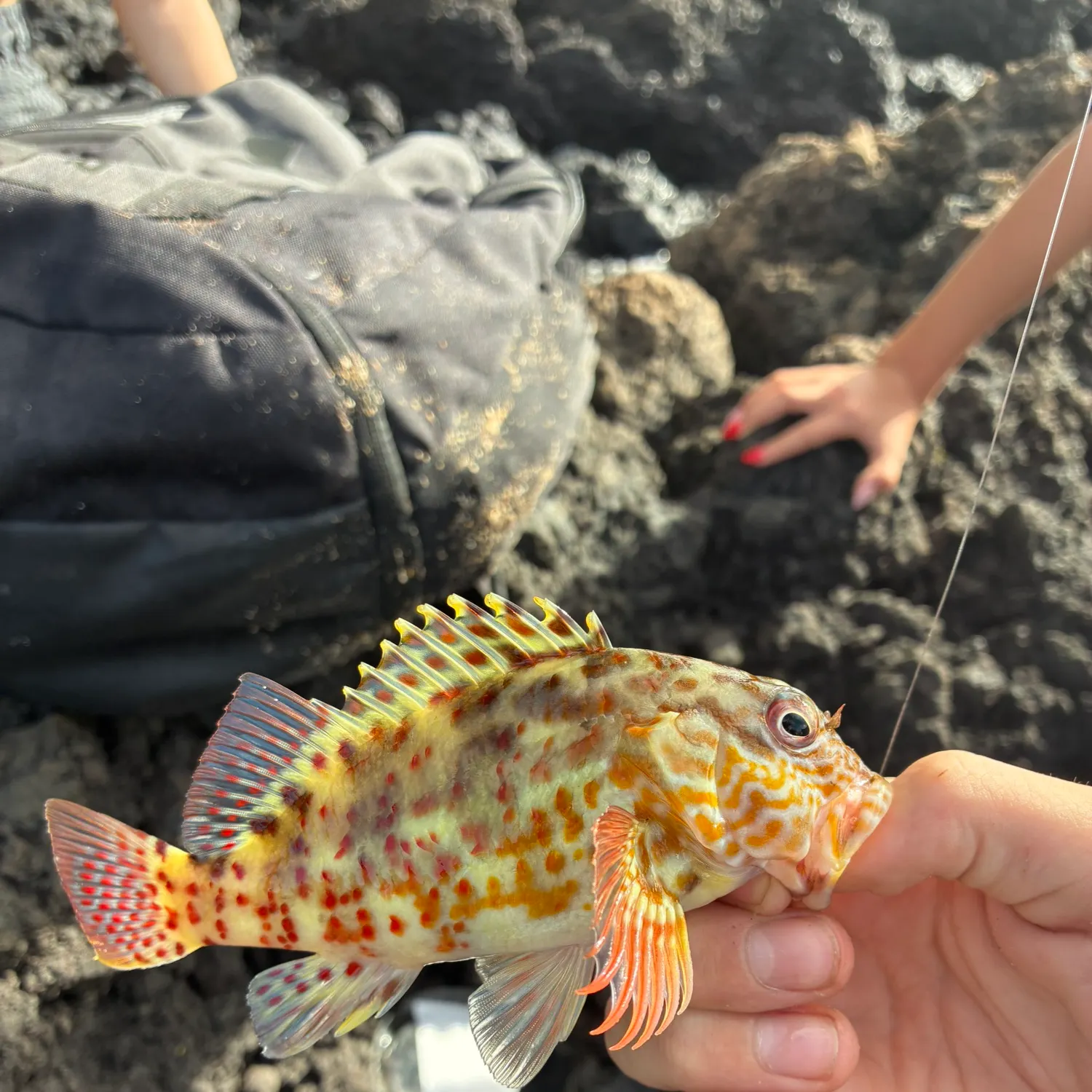 The most recent Stocky hawkfish catches on Fishbrain