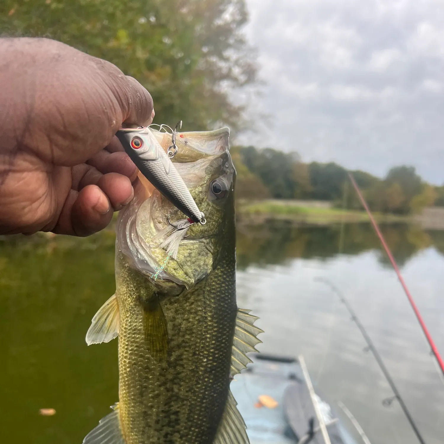 Largemouth bass caught on Fishbrain
