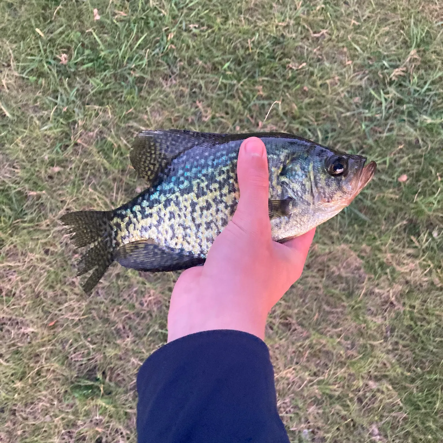 Black crappie caught on Fishbrain