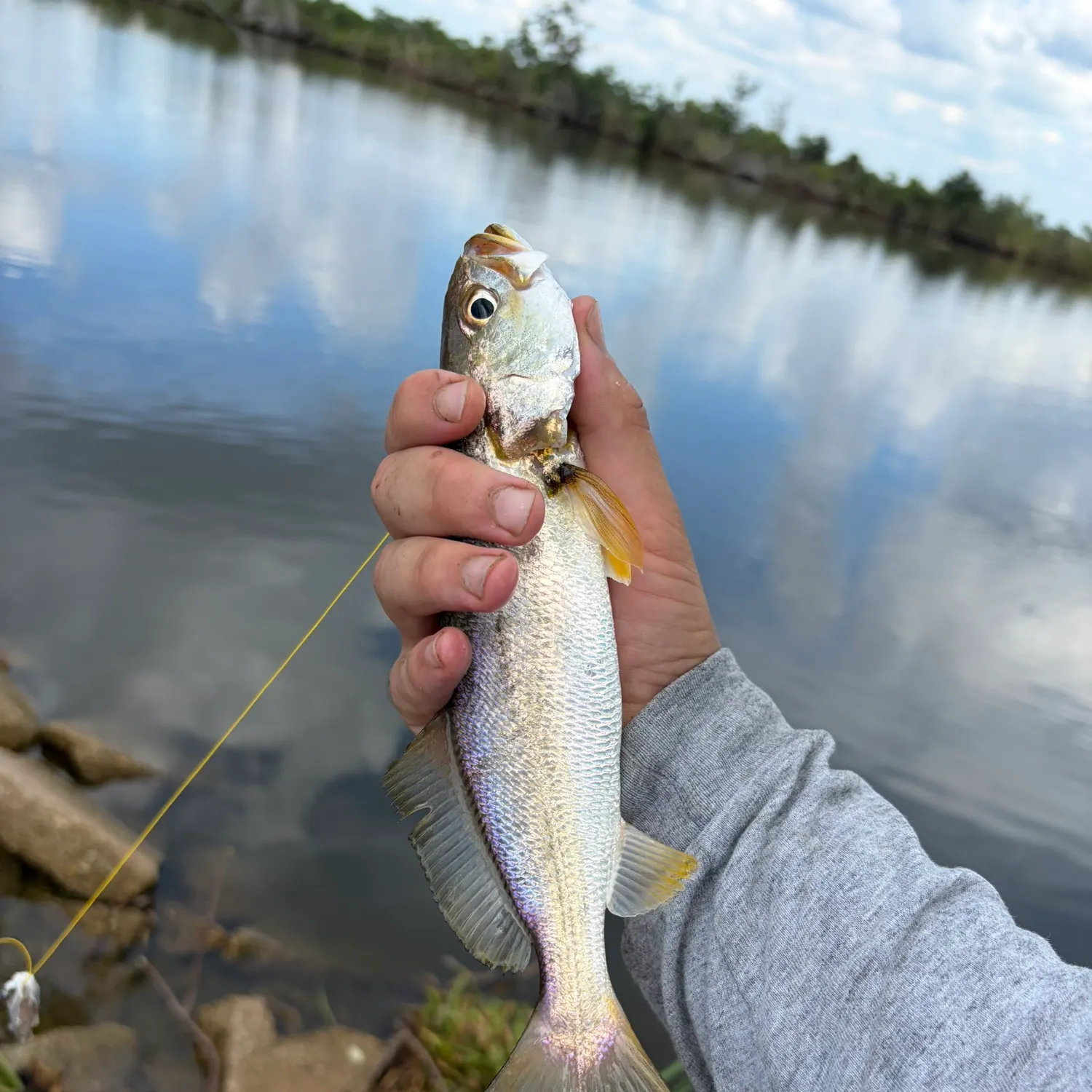 Sand seatrout caught on Fishbrain