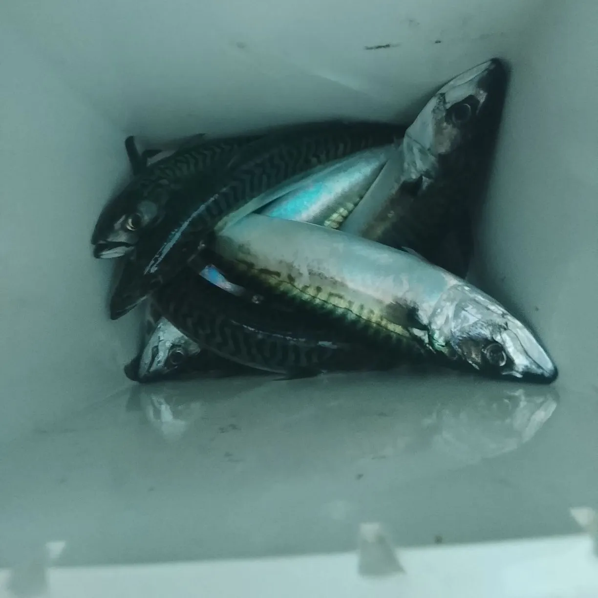Atlantic mackerel caught on Fishbrain