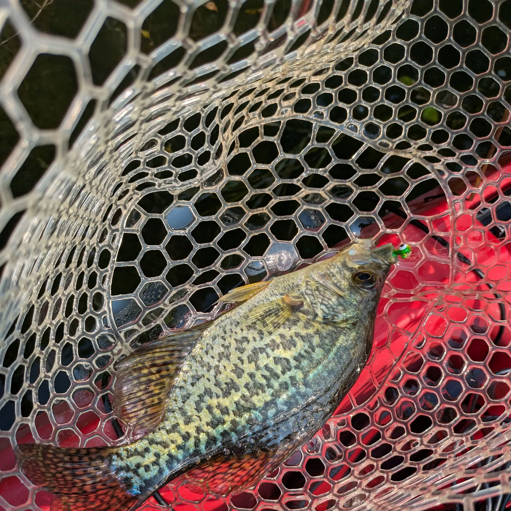 Black crappie caught on Fishbrain
