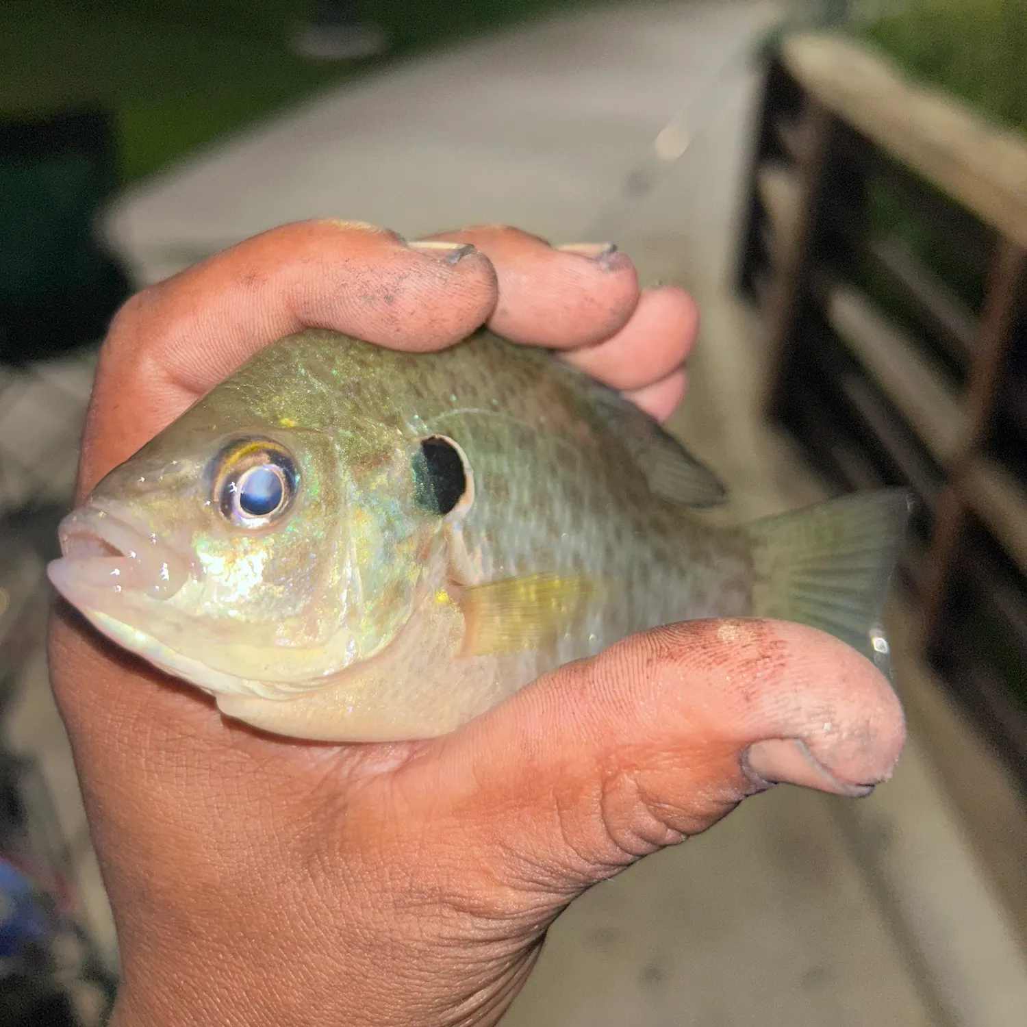 Redear sunfish caught on Fishbrain