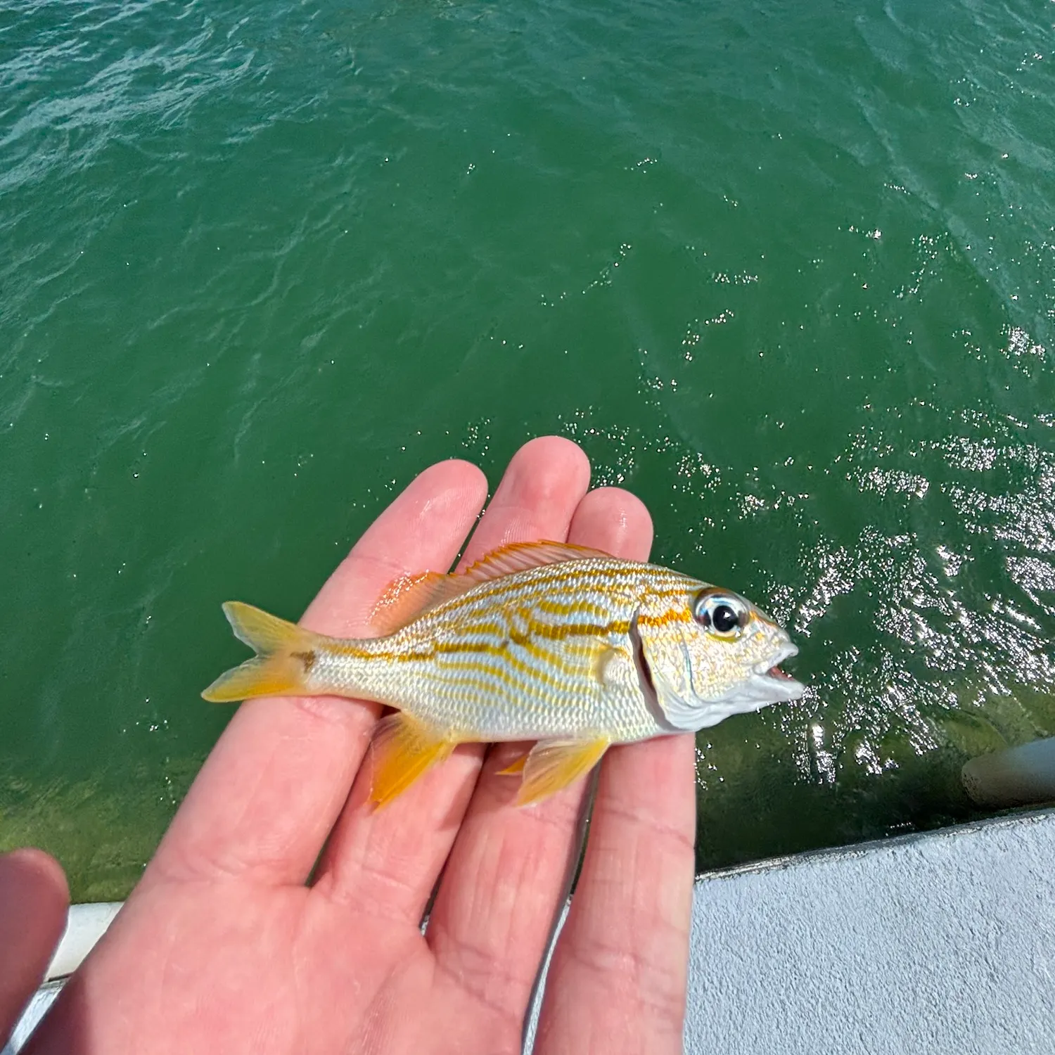 The most recent French grunt catches on Fishbrain