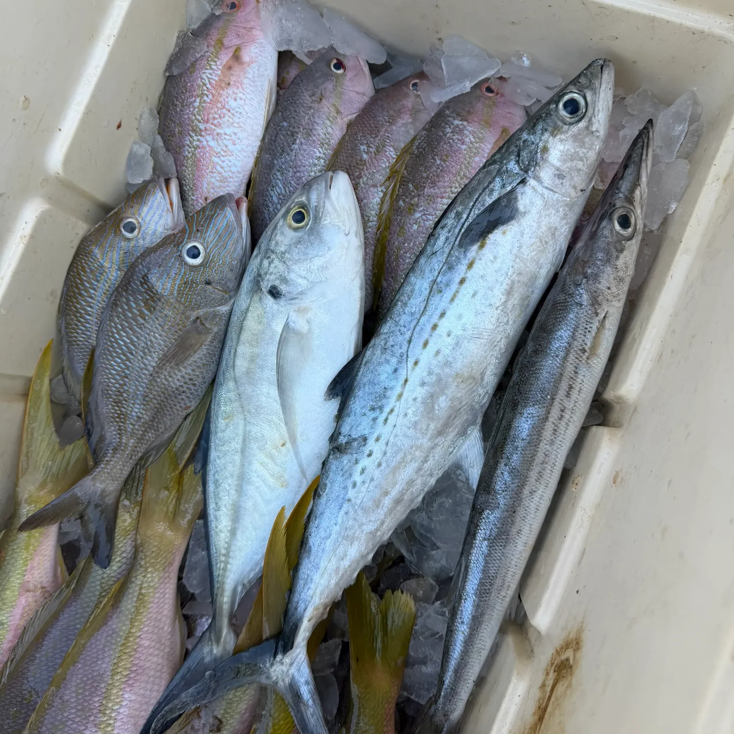 The most recent Serra Spanish mackerel catches on Fishbrain