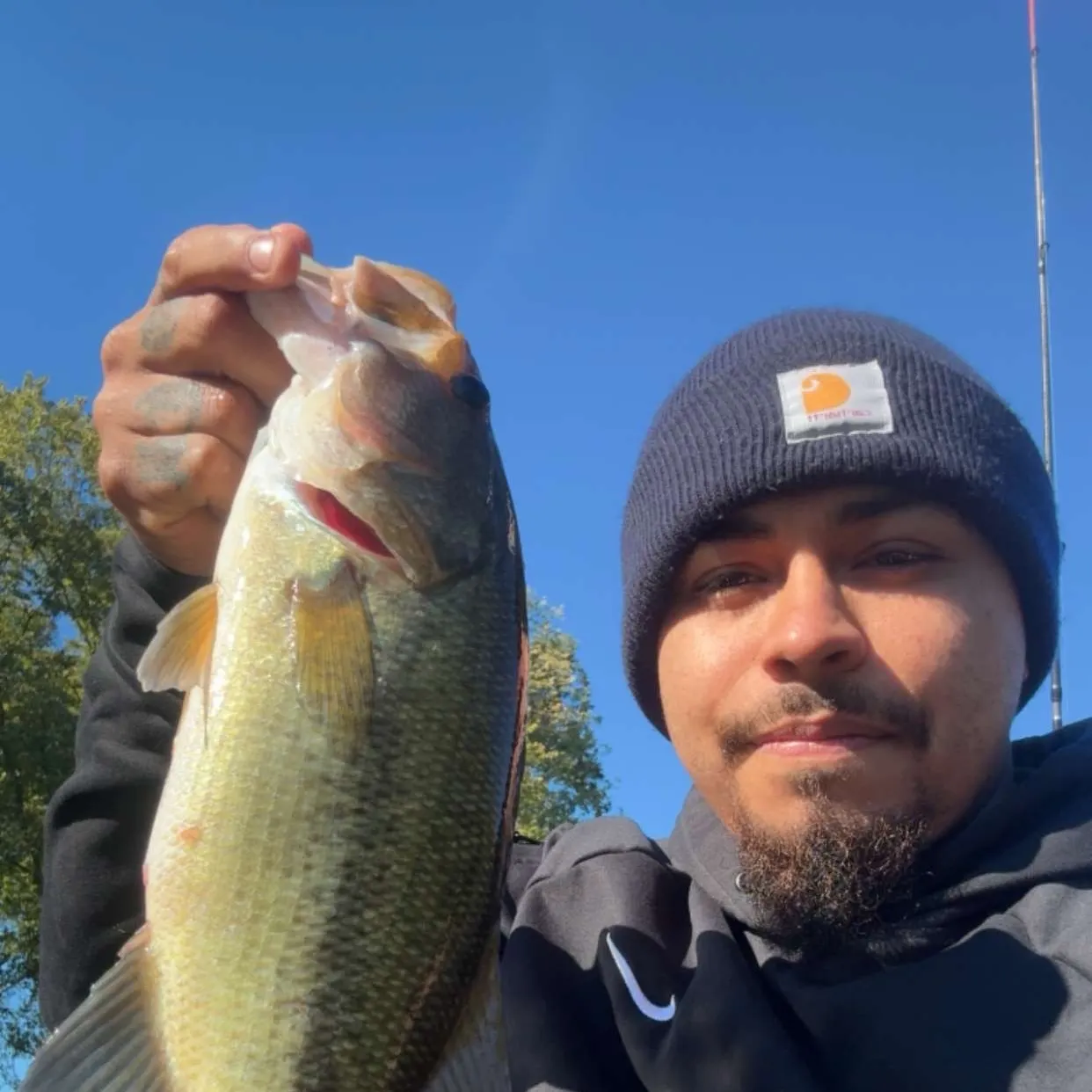 Largemouth bass caught on Fishbrain