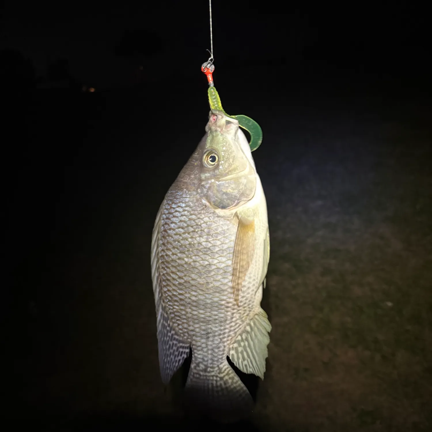 Nile tilapia caught on Fishbrain