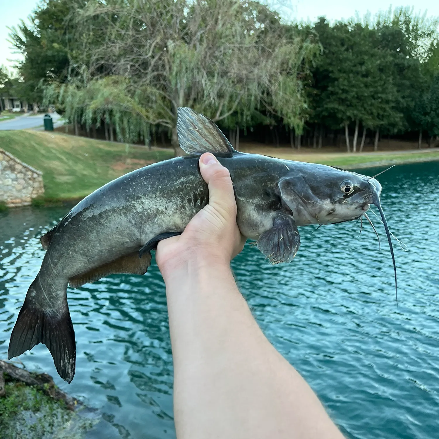 Channel catfish caught on Fishbrain