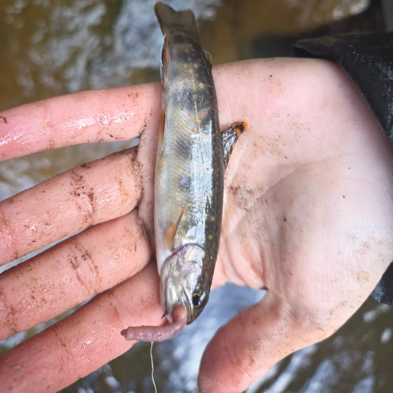 Brook trout caught on Fishbrain