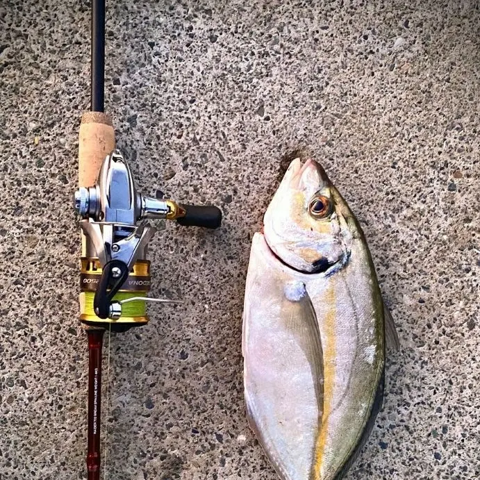 The most popular recent Whitefin trevally catch on Fishbrain